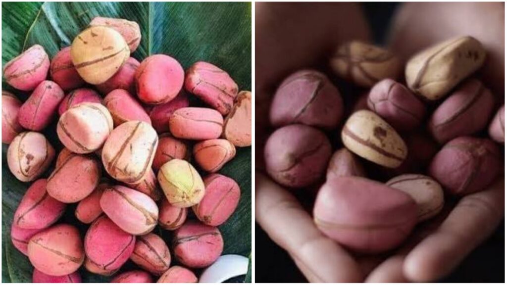 The Modern-Day Kolanut is Educated and Speaks English Too